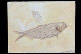 Knightia & Diplomystus Fossil Fish Association - Wyoming #79834-1